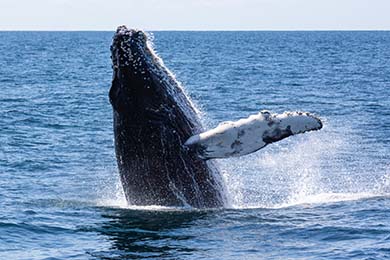 humpback whale off Cape Cod
