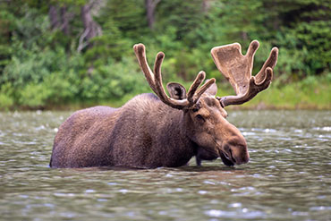 Swiftcurrent Lake, Glacier National Park