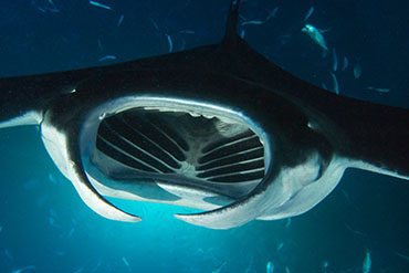 Manta Ray off Kona